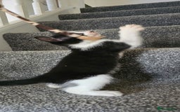 Mixed Breed cats for sale: Two playful loving kittens - Image 3