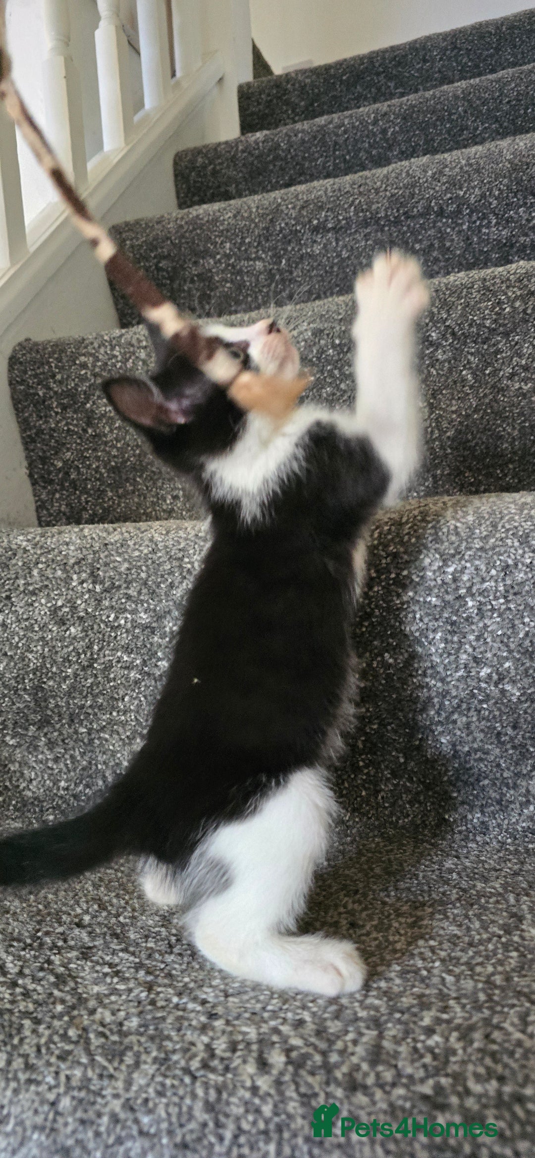 Mixed Breed cats for sale: Two playful loving kittens - Image 3