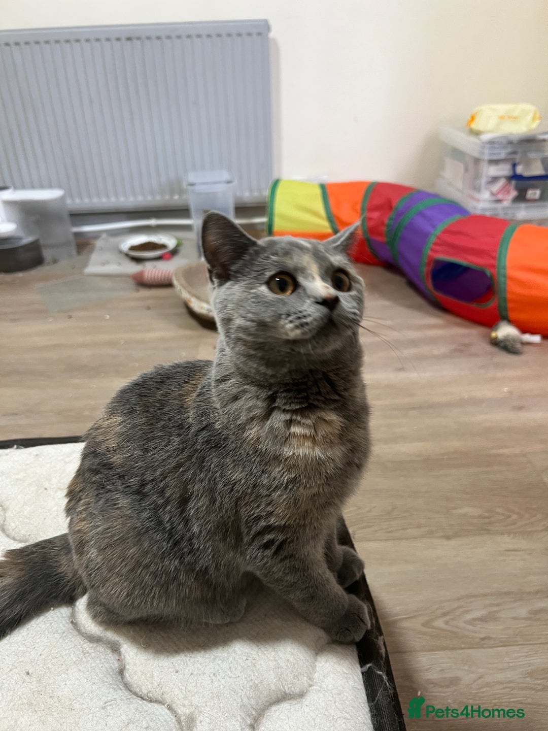 British Shorthair cats for sale: Lovely BSH kittens for sale  - Image 8
