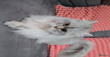 Persian cats chinchilla Persian stud ONLY - Advert 13
