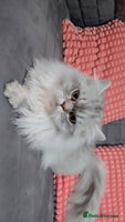 Persian cats chinchilla Persian stud ONLY - Advert 1