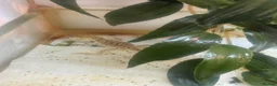 Dragon reptiles for sale: 5 x Rankin Dragons  - Advert 7