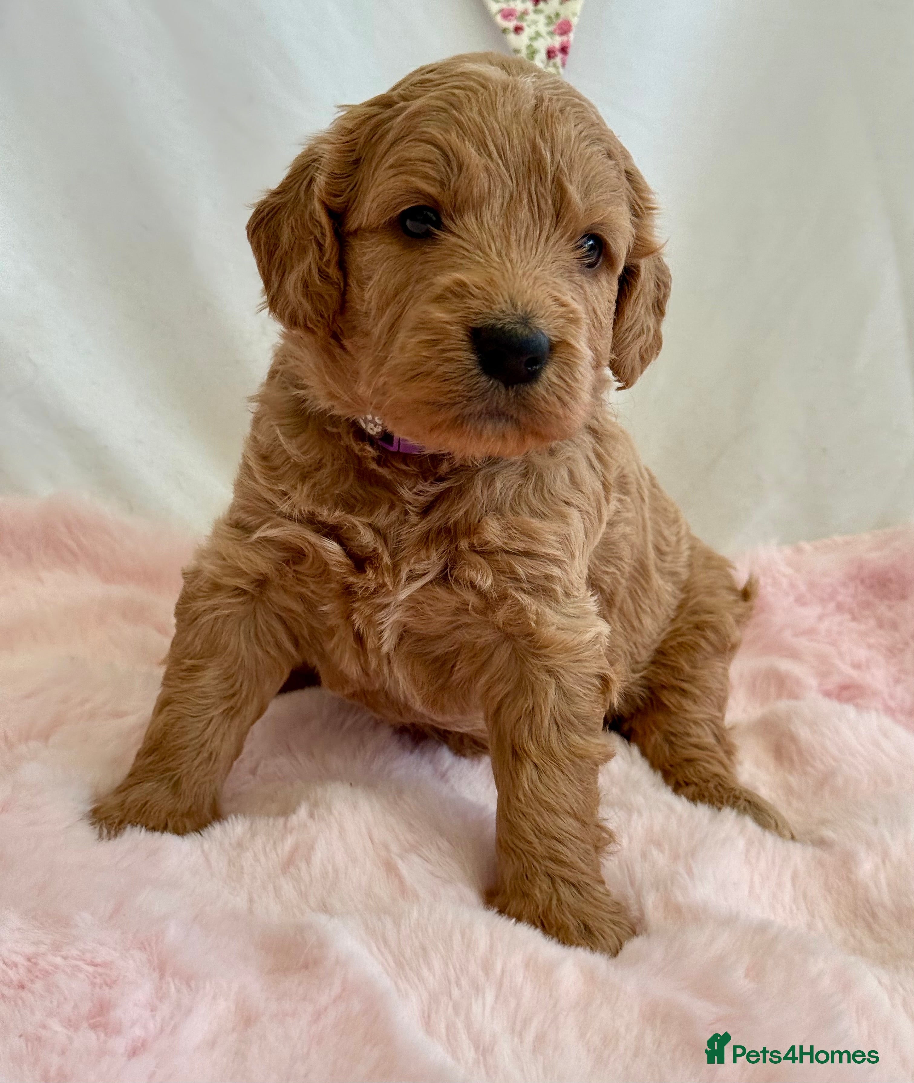 Mini Goldendoodle dogs F1 Miniature Goldendoodle’s - Advert 2