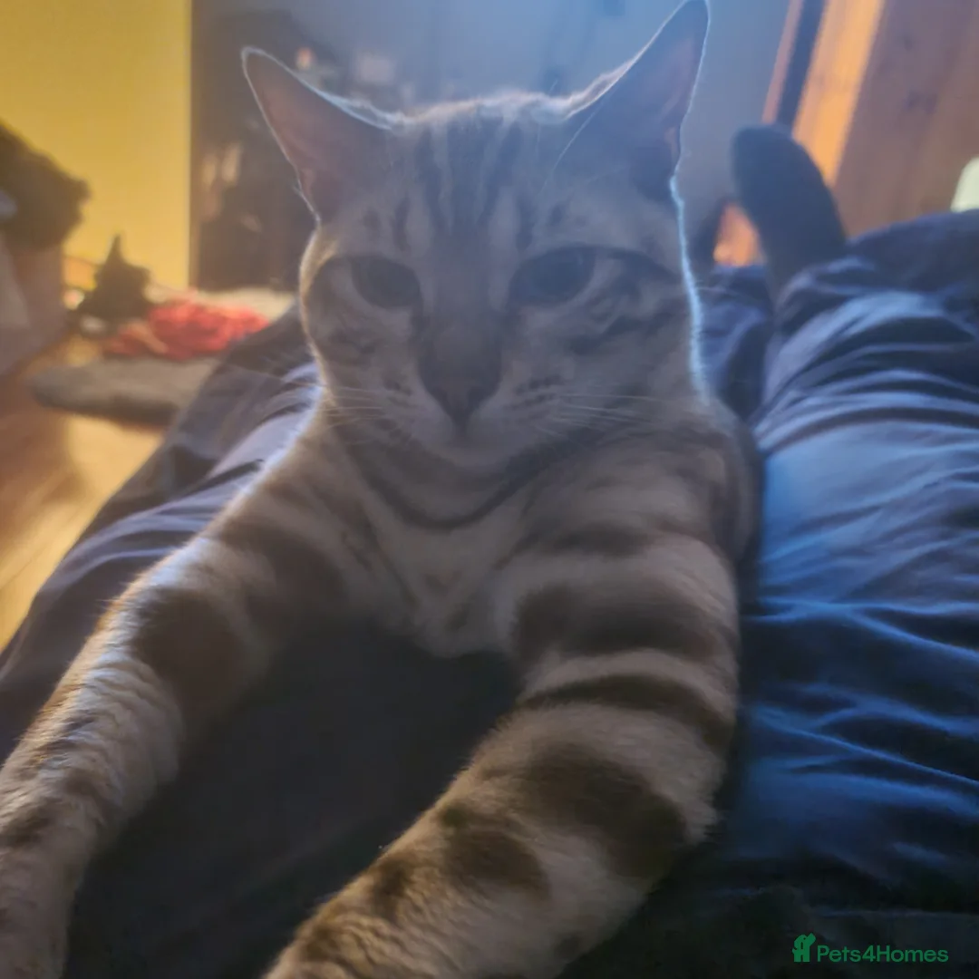 Bengal cats for stud: Snow bengal - Advert 4