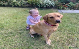 Labrador Retriever dogs for stud: 4 Year Old Fox Red Labrador Retriever  - Image 6