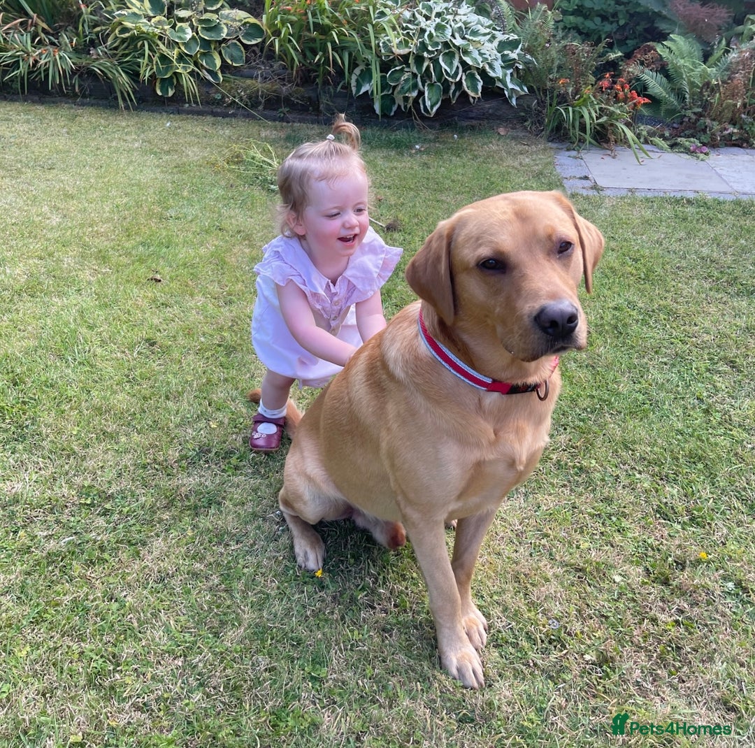 Labrador Retriever dogs for stud: 4 Year Old Fox Red Labrador Retriever  - Image 6
