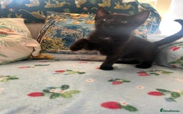 Mixed Breed cats for sale: Female kittens - Image 6