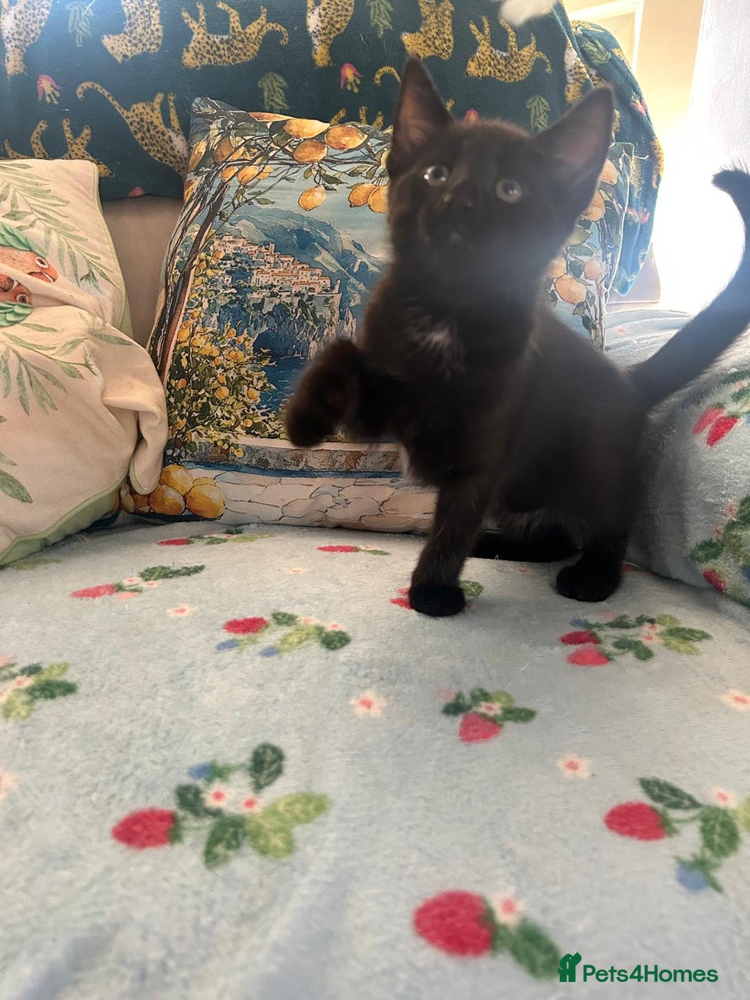 Mixed Breed cats for sale: Female kittens - Image 6