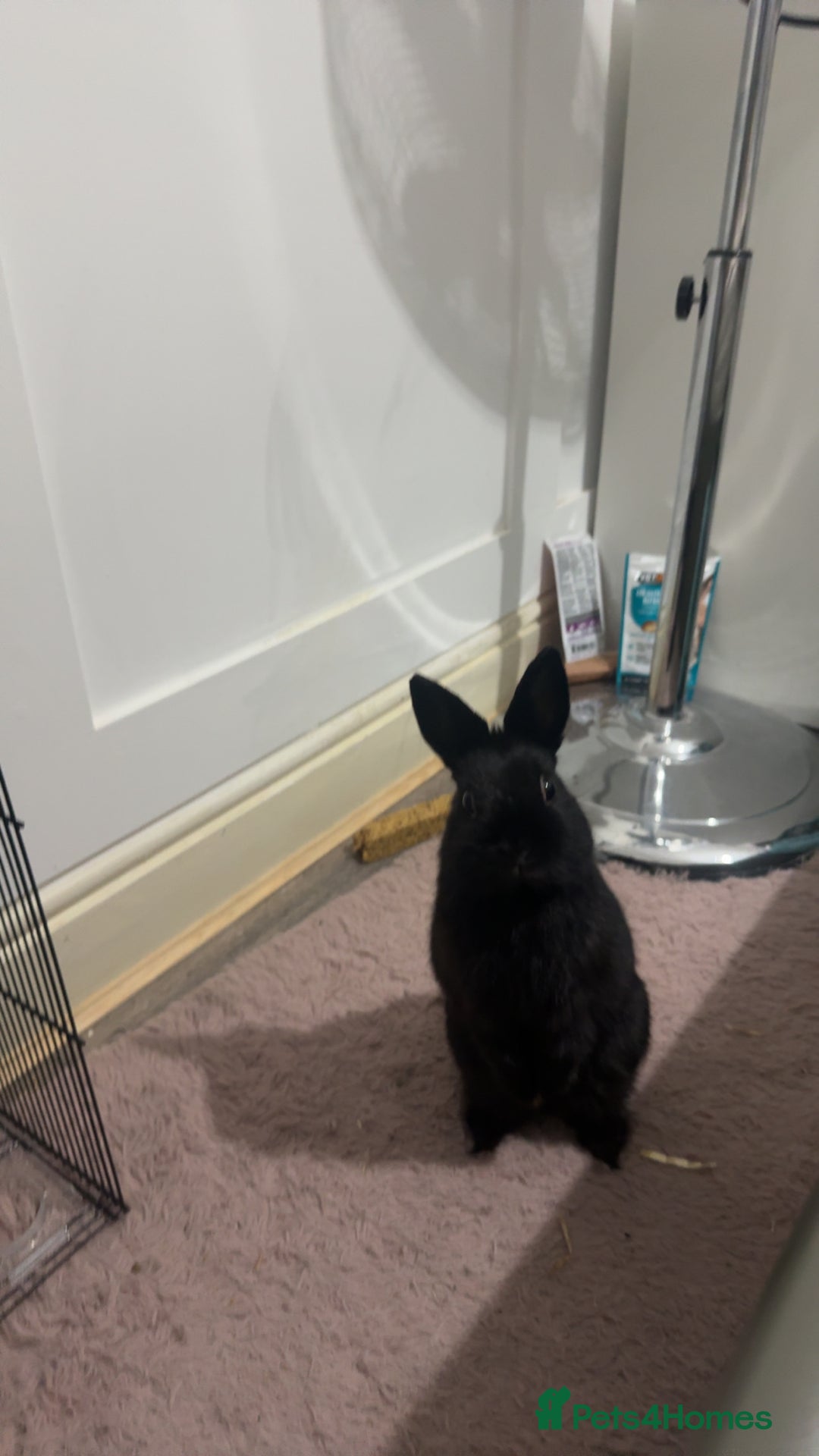 Netherland Dwarf rabbits for sale: Bolt  - Advert 5
