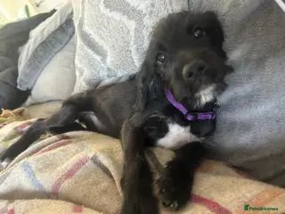 Mixed Breed dogs Boxer Doodle • READY NOW - Advert 1