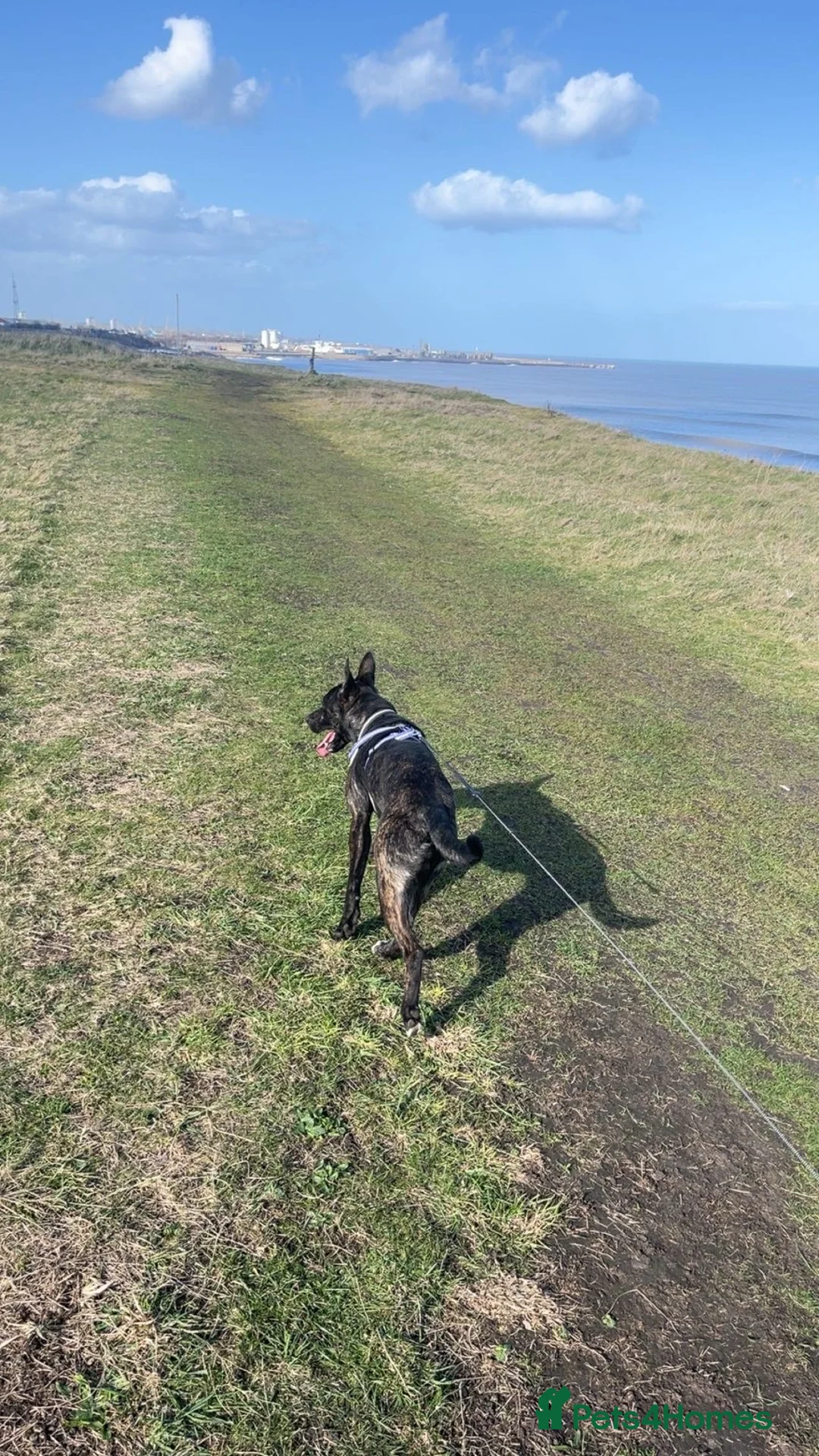 Mixed Breed dogs for sale: Belguim mally  in Sunderland - Advert 3