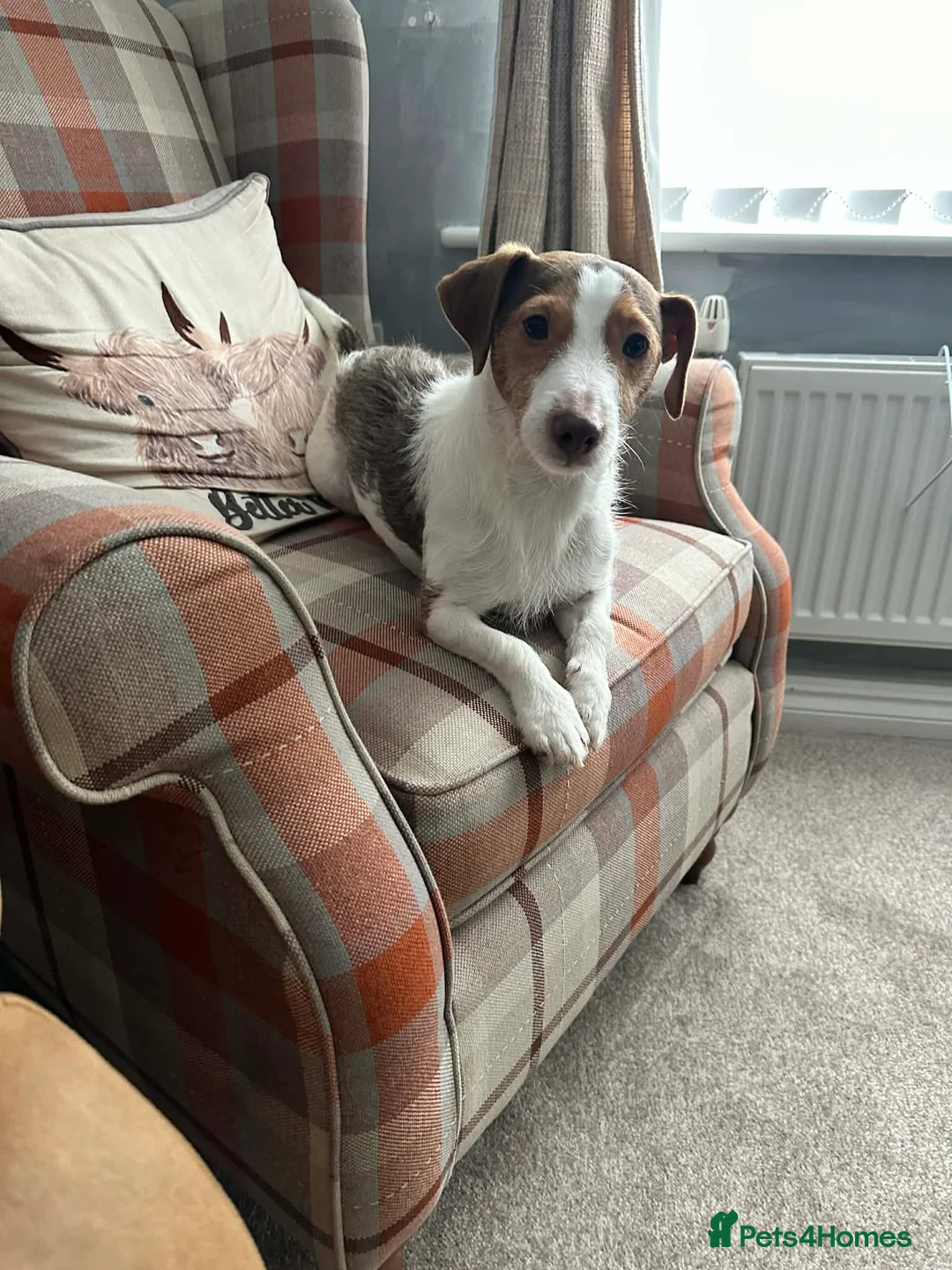 Jack Russell dogs for sale: “JACK” MALE JACK RUSSELL - Advert 2