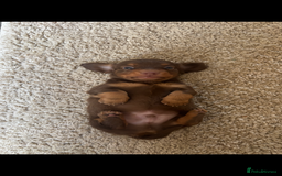 Dachshund dogs for sale: Chocolate tan dachshund  - Image 4