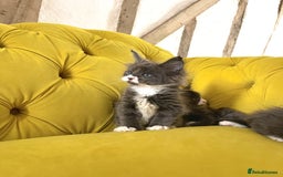 Maine Coon cats for sale: 😻GCCF HUGE RUSSIAN/GERMAN IMPORT MC KITTENS 😻 - Image 10
