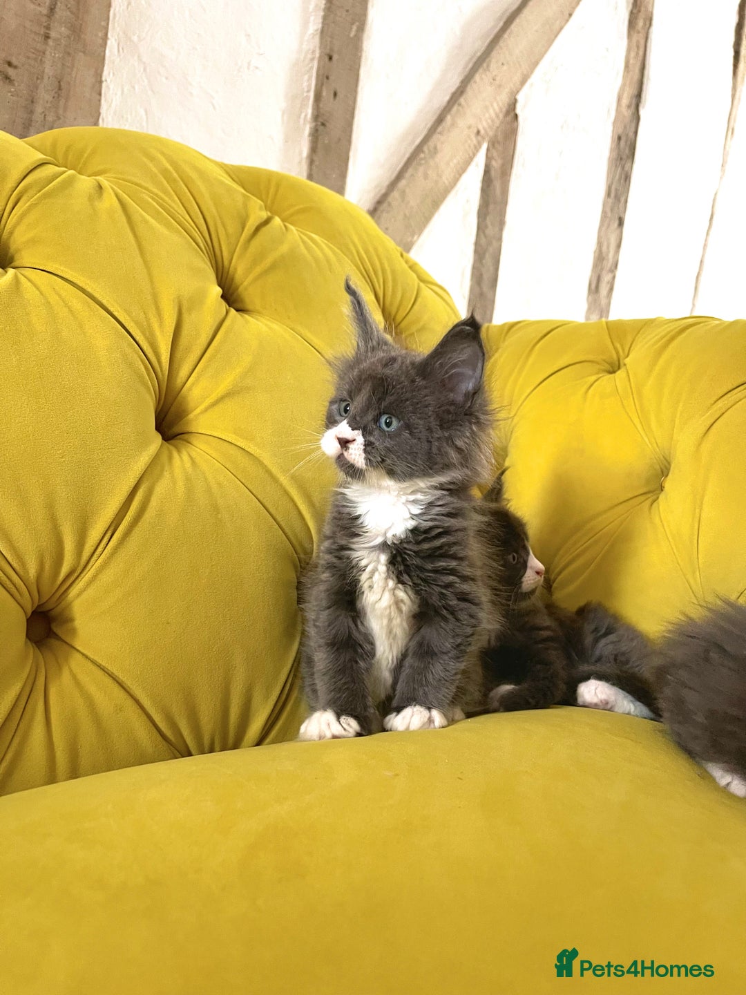 Maine Coon cats for sale: 😻GCCF HUGE RUSSIAN/GERMAN IMPORT MC KITTENS 😻 - Image 10