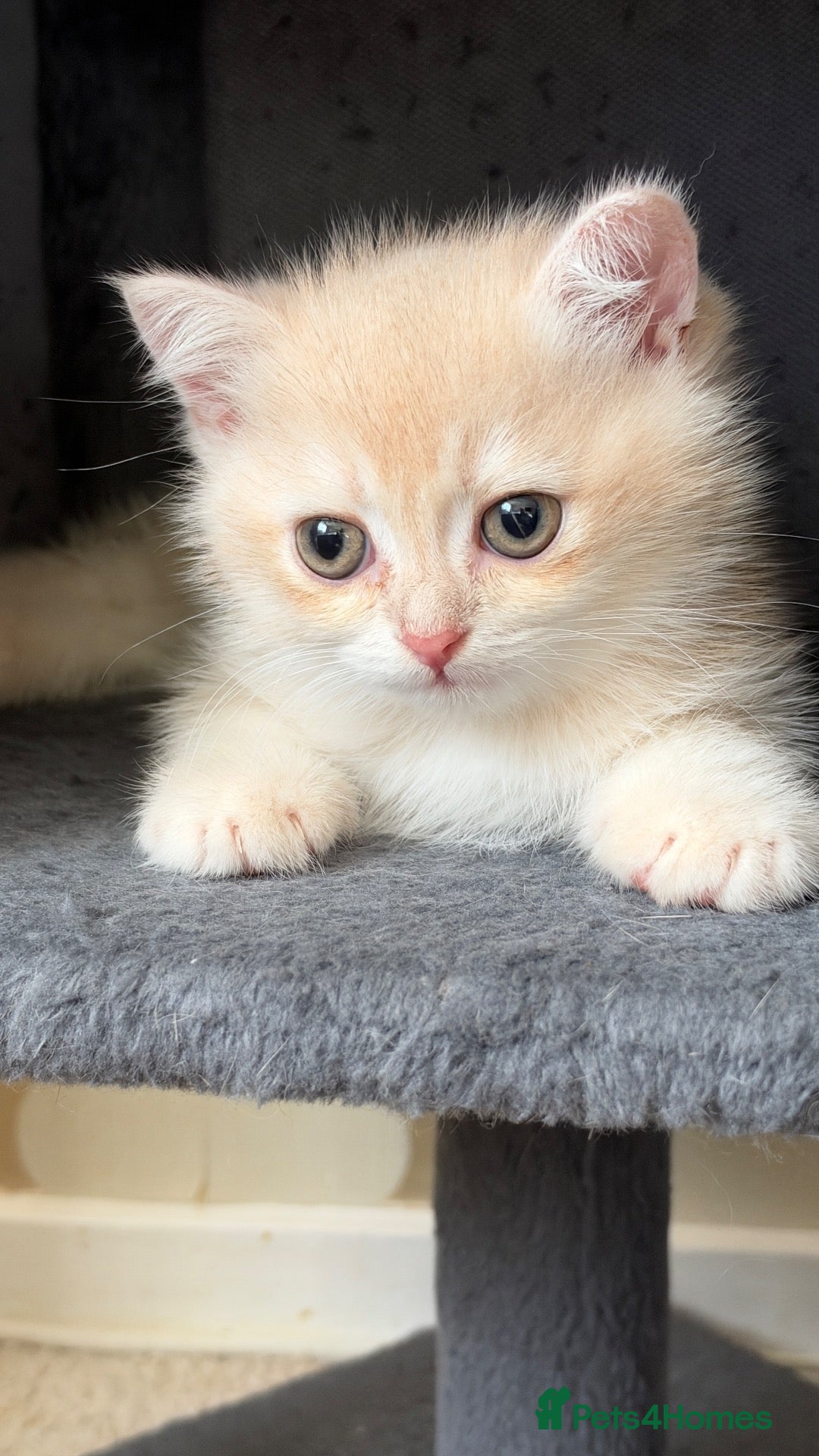 British Shorthair cats for sale: BSH GCCF ONLY ONE LILAC BOY KITTEN LEFT  - Advert 5