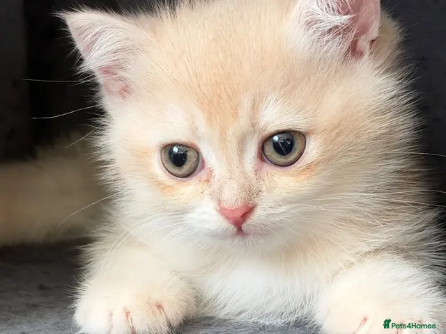 British Shorthair cats for sale: BSH GCCF ONLY ONE LILAC BOY KITTEN LEFT - Advert 5
