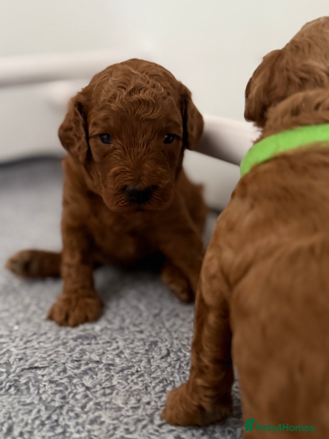 Toy Poodle dogs for sale: 6 Exquisite Red Toy Poodles. Parents DNA Clear - Image 16