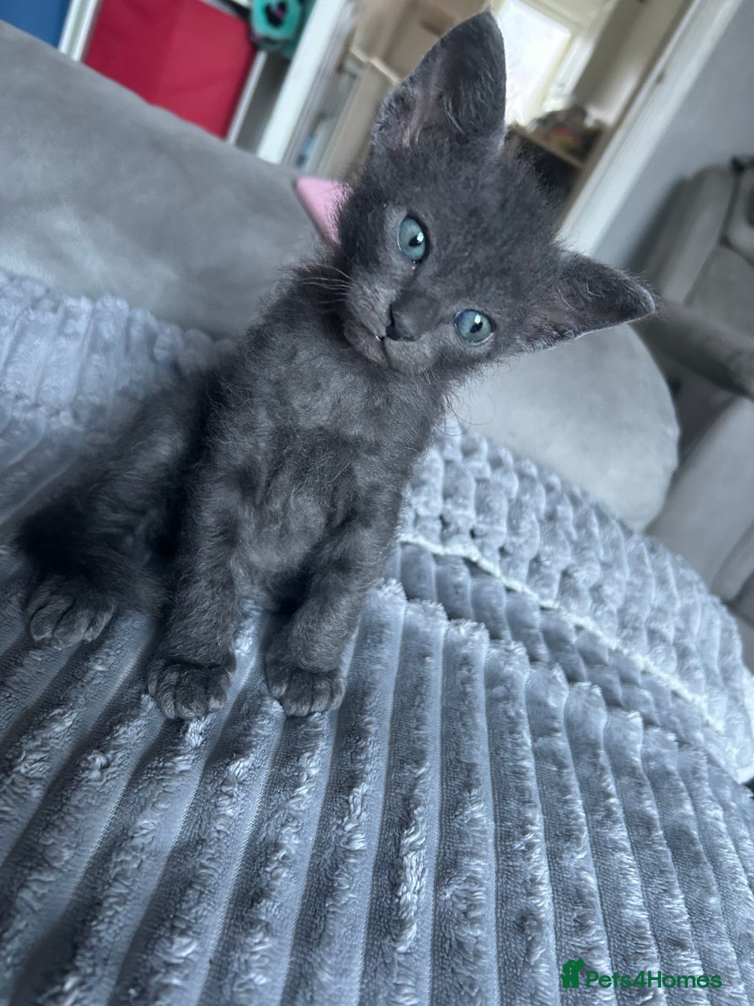 Mixed Breed cats for sale: 4 Siamese Cross kittens for sale - Image 8