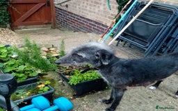 Lurcher dogs for sale: Bedlington greyhound whippet pups  - Advert 1