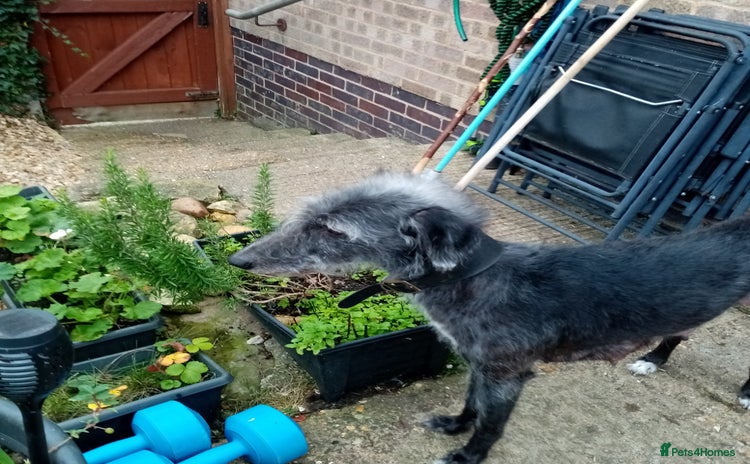 Lurcher dogs Bedlington greyhound whippet pups  - Advert 1