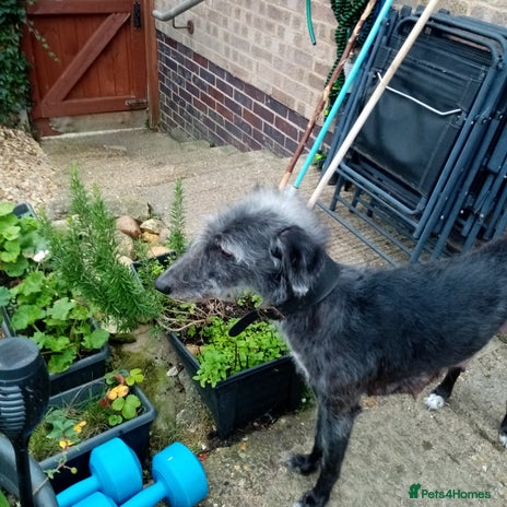 Lurcher dogs Bedlington greyhound whippet pups - Advert 1