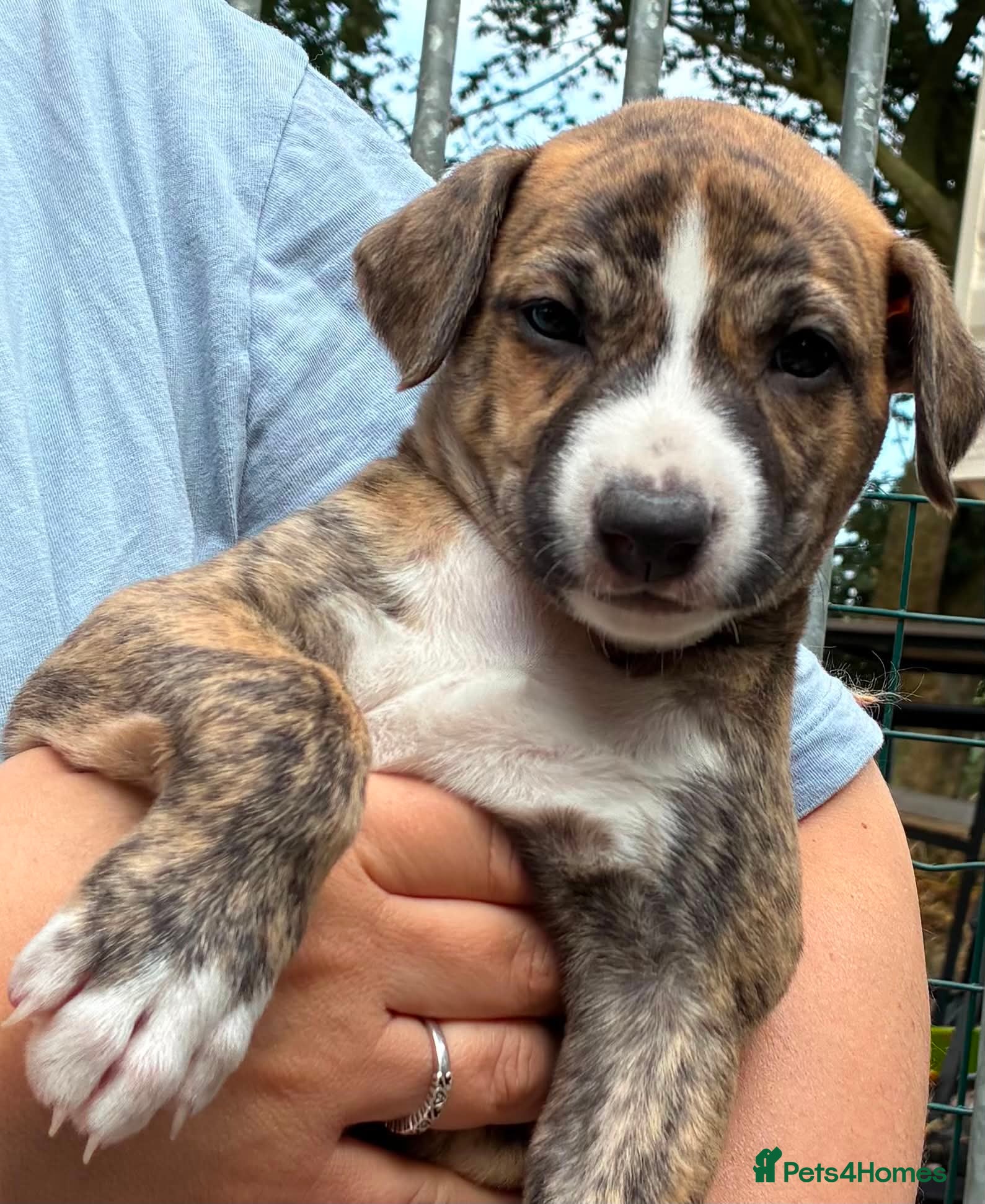 Mixed Breed dogs Deerhound x collie x bull x greyhound  - Advert 2
