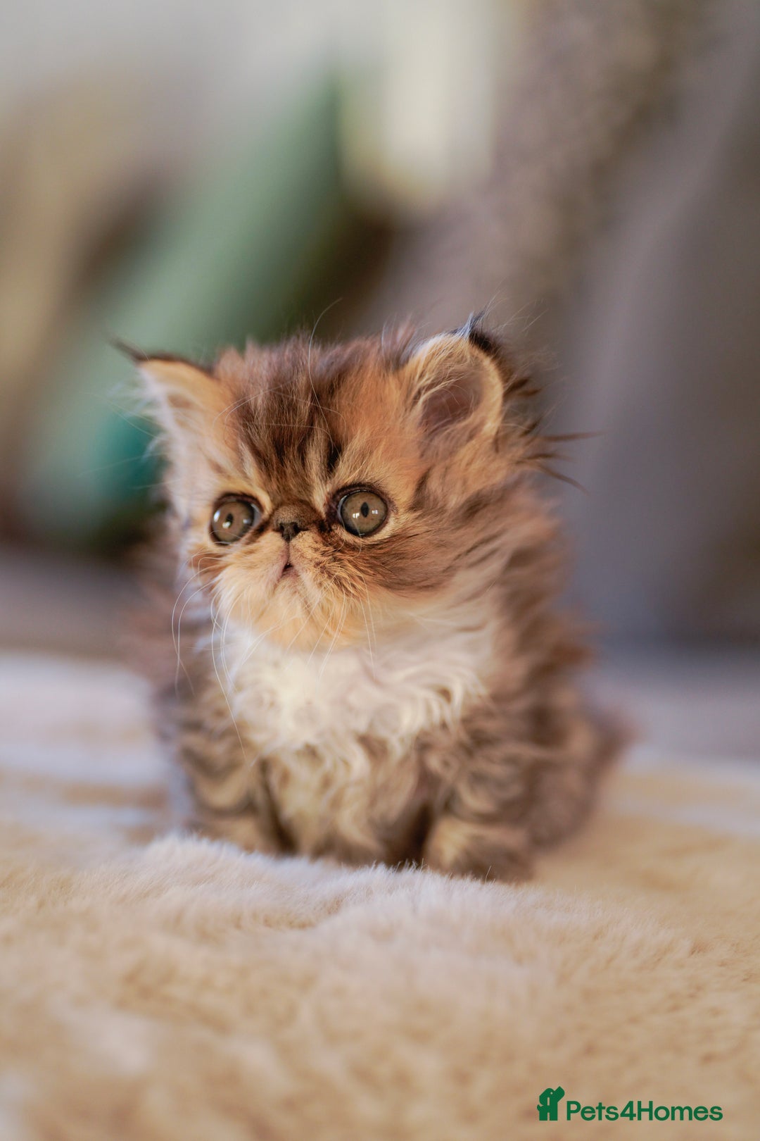 Persian cats for sale: Persian kittens  - Advert 10