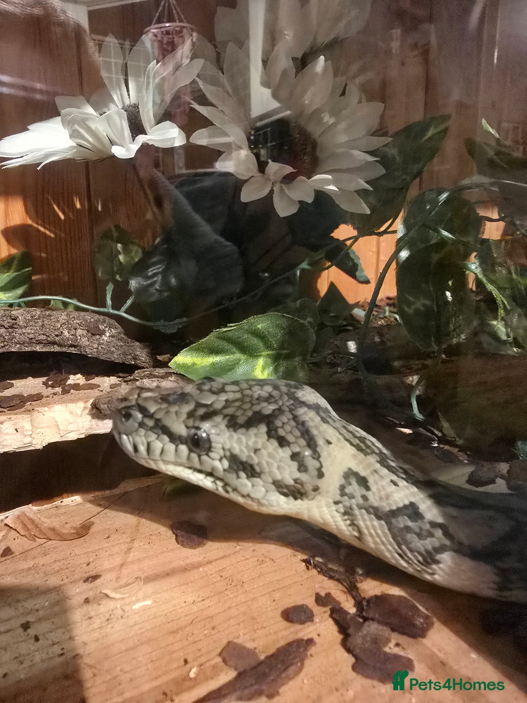 Python Snake reptiles for sale: 7' Male Carpet Python.  - Advert 2