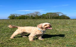 Cockapoo dogs for sale: Healthy friendly miniature apricot cockapoo 🩷 in Paignton - Image 2