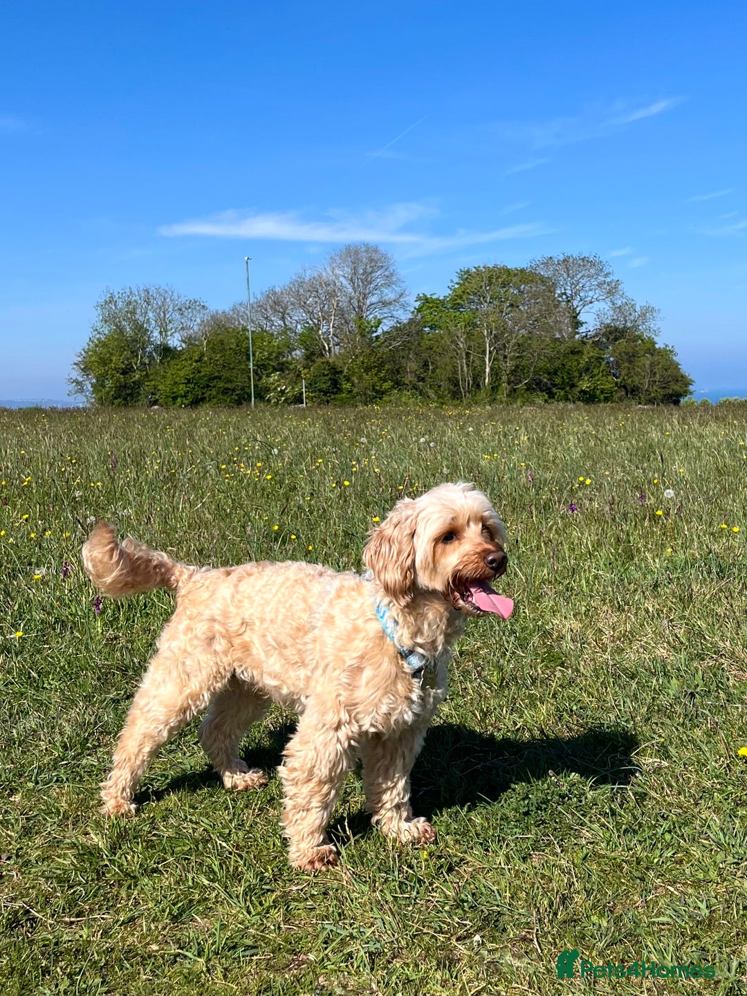 Cockapoo dogs for sale: Healthy friendly miniature apricot cockapoo 🩷 in Paignton - Image 2