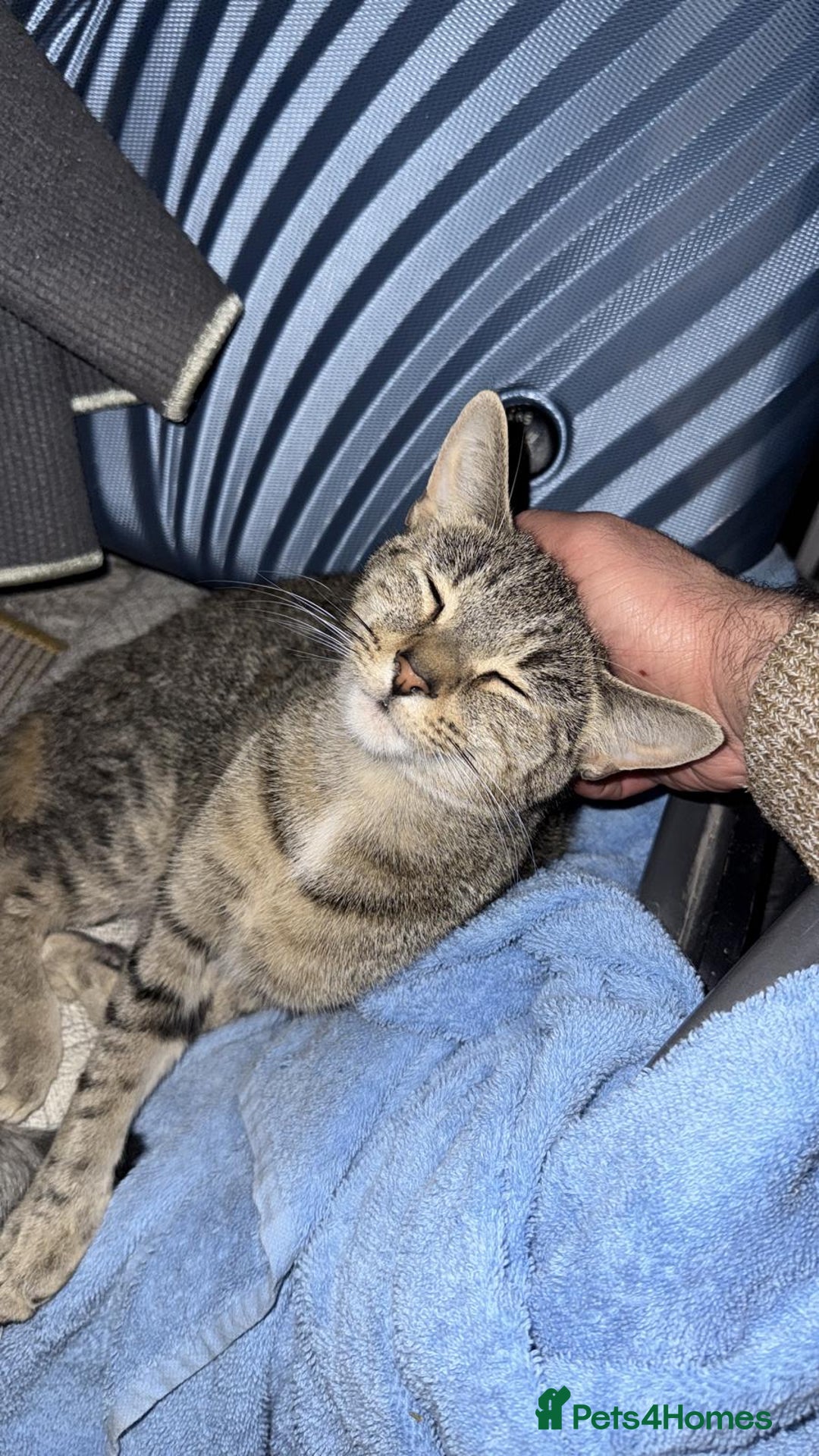 Domestic Shorthair cats for sale: Lovely Tabby Cat Looking for a Forever Home  - Advert 3