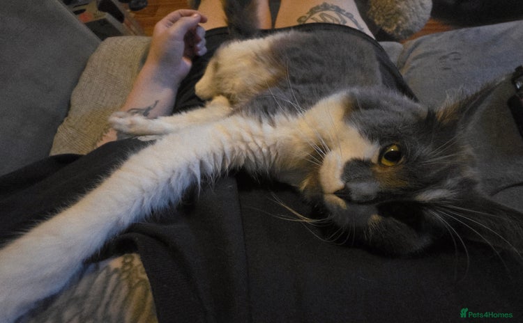 Mixed Breed cats - Advert 3