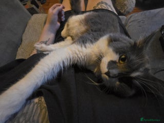 Mixed Breed cats - Advert 3