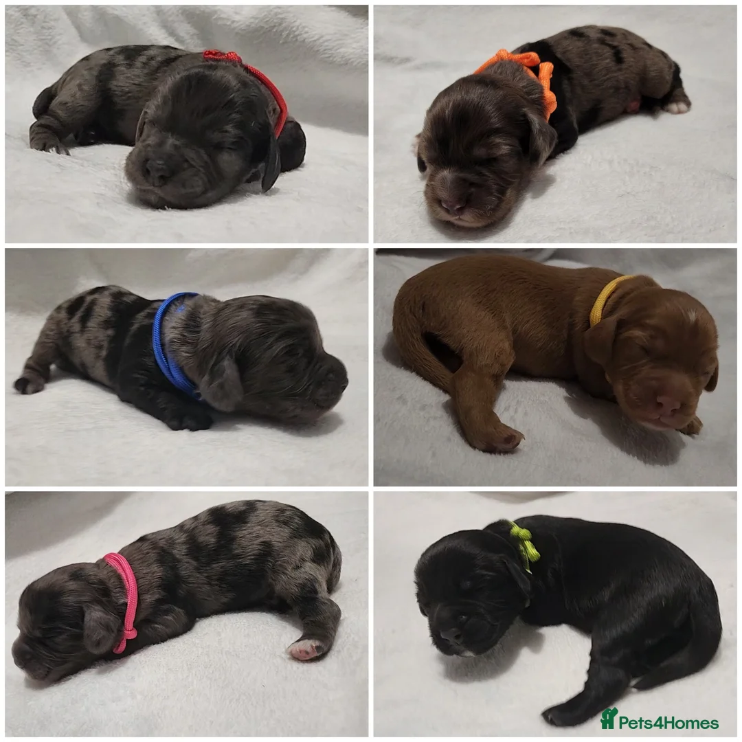 Cocker Spaniel dogs for sale: Cocker spaniel pups!  in Mexborough - Advert 7