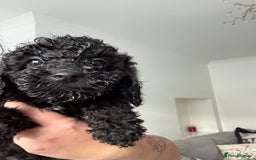 Sproodle dogs for sale: F2 Sproodle Puppies - Advert 4