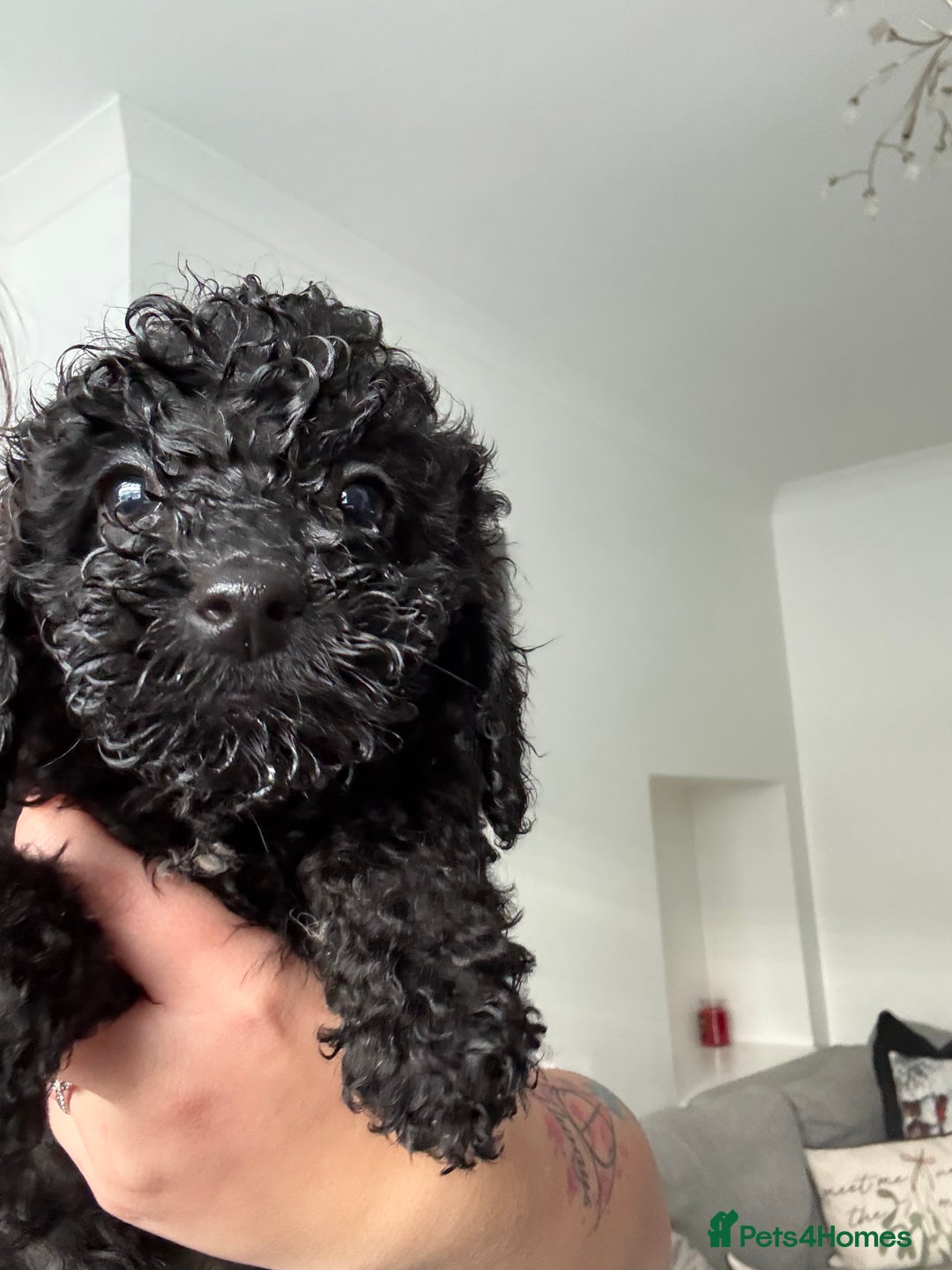 Sproodle dogs for sale: F2 Sproodle Puppies - Advert 4