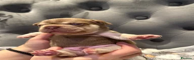 French Bulldog 5