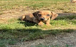 Miniature Dachshund dogs for sale: Miniature smooth haired dachshund puppies - Image 2
