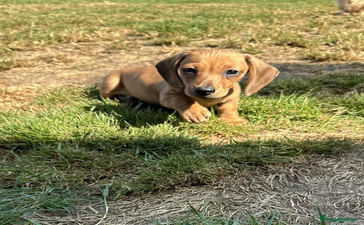 Miniature Dachshund dogs - Advert 10