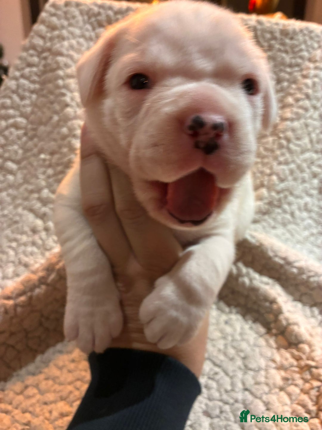 Boxer dogs for sale: Kc ref boxers bobtail pups available  - Advert 8