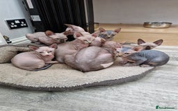 Sphynx cats for sale: REDUCED Ready now qualityTica Canadian kittens - Image 25