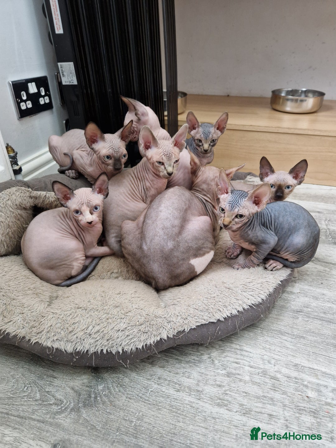 Sphynx cats for sale: REDUCED Ready now qualityTica Canadian kittens - Image 25