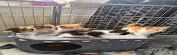 Mixed Breed cats for sale: Stunning ragdoll cross kittens  in Barking - Advert 9