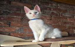 Maine Coon cats for sale: Reduced price- Last 2x Kittes - TICA MaineCoon - Image 4