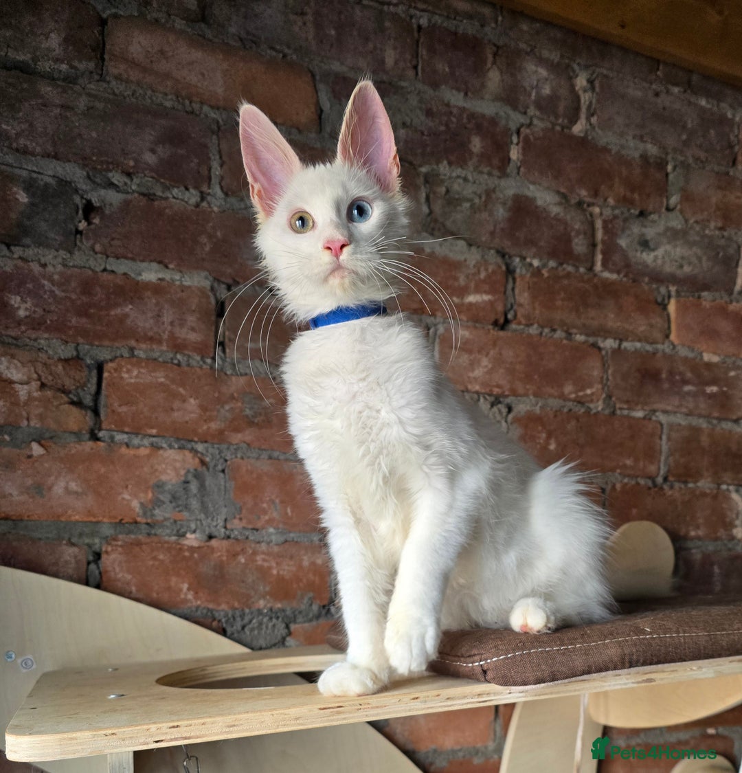 Maine Coon cats for sale: Reduced price- Last 2x Kittes - TICA MaineCoon - Image 4