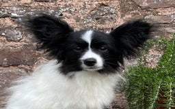 Papillon dogs for sale: Big and Beautiful  - Image 4