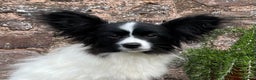 Papillon dogs for sale: Big and Beautiful  - Advert 4