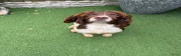 English Springer Spaniel dogs for sale:  OUR LOVELY ANNIE LOOKING FOR A VERY SPECIAL HOME in Doncaster - Advert 11