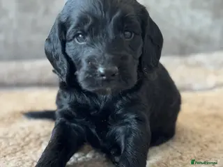 Cockapoo dogs CURLY F1 COCKERPOO - Advert 6